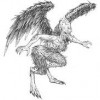Harpie